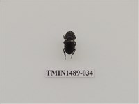 藏品(姬扁鍬形蟲)的圖片